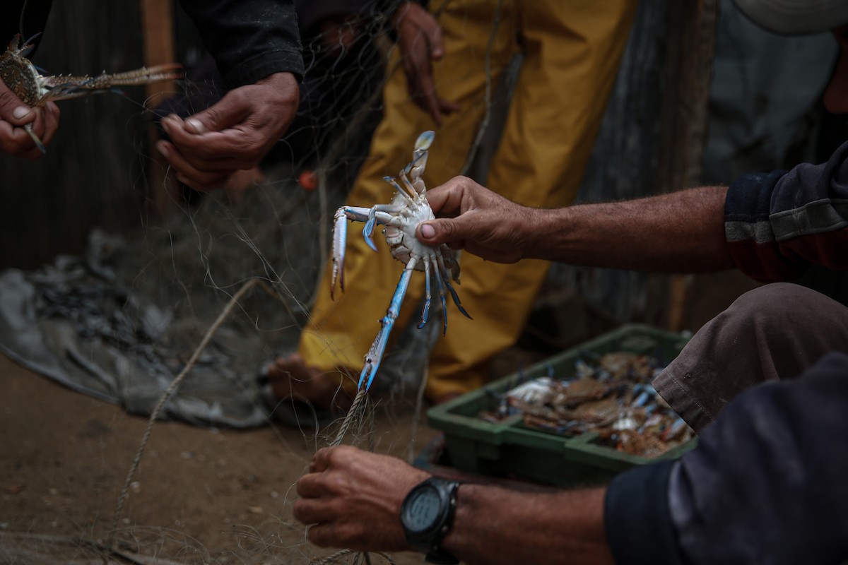 يحاول الصيادون الفلسطينيون في ميناء غزة كسب رزقهم من خلال رمي شباكهم، رغم الأضرار التي لحقت بمعداتهم جراء الهجمات على مدينة غزة