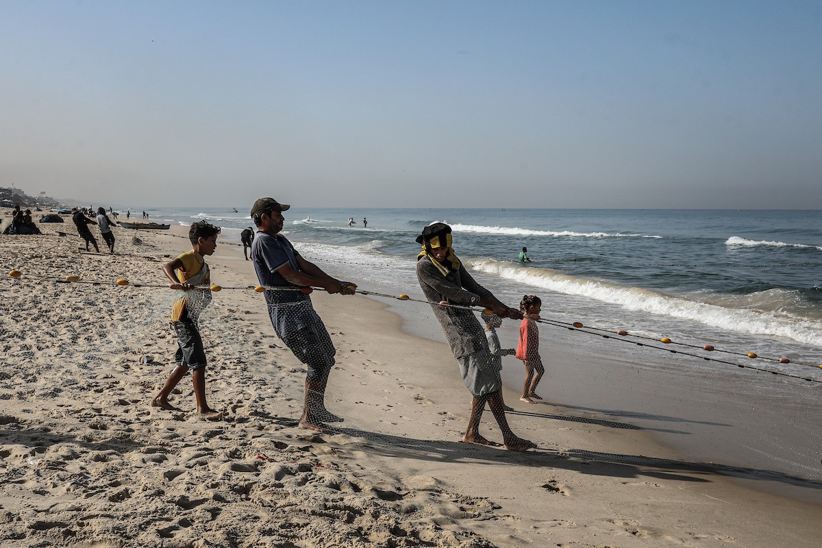 صيادون فلسطينيون نازحون يجمعون صيدهم من الشباك التي جلبوها إلى الشاطئ في دير البلح، في وسط قطا (28).jpg