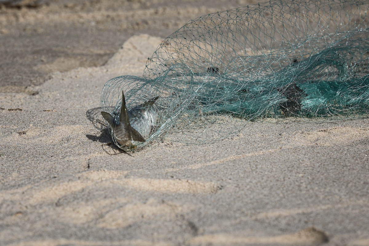 صيادون فلسطينيون نازحون يجمعون صيدهم من الشباك التي جلبوها إلى الشاطئ في دير البلح، في وسط قطا (20).jpg