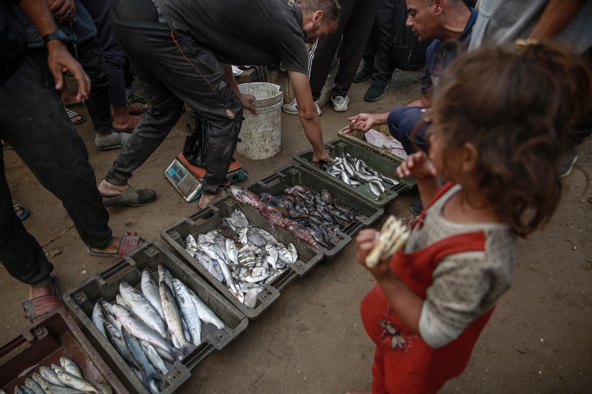 يحاول الصيادون الفلسطينيون في ميناء غزة كسب رزقهم من خلال رمي شباكهم، رغم الأضرار التي لحقت بمعداتهم جراء الهجمات على مدينة غزة