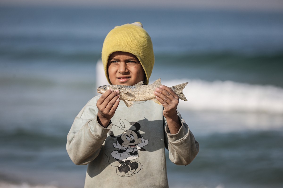 صيادون فلسطينيون نازحون يجمعون صيدهم من الشباك التي جلبوها إلى الشاطئ في دير البلح، في وسط قطا (22).jpg