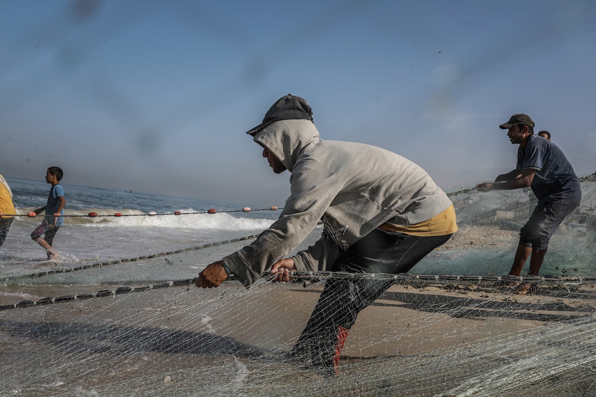 صيادون فلسطينيون نازحون يجمعون صيدهم من الشباك التي جلبوها إلى الشاطئ في دير البلح، في وسط قطا (26).jpg