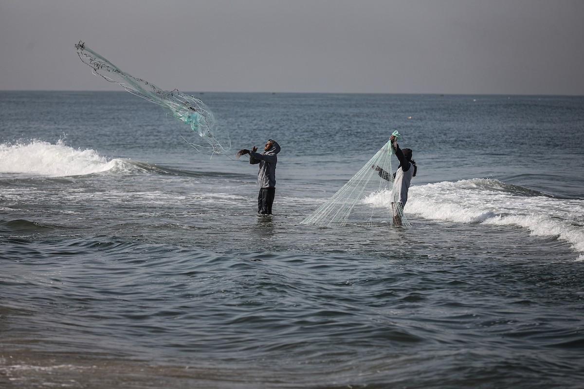 صيادون فلسطينيون نازحون يجمعون صيدهم من الشباك التي جلبوها إلى الشاطئ في دير البلح، في وسط قطا (18).jpg