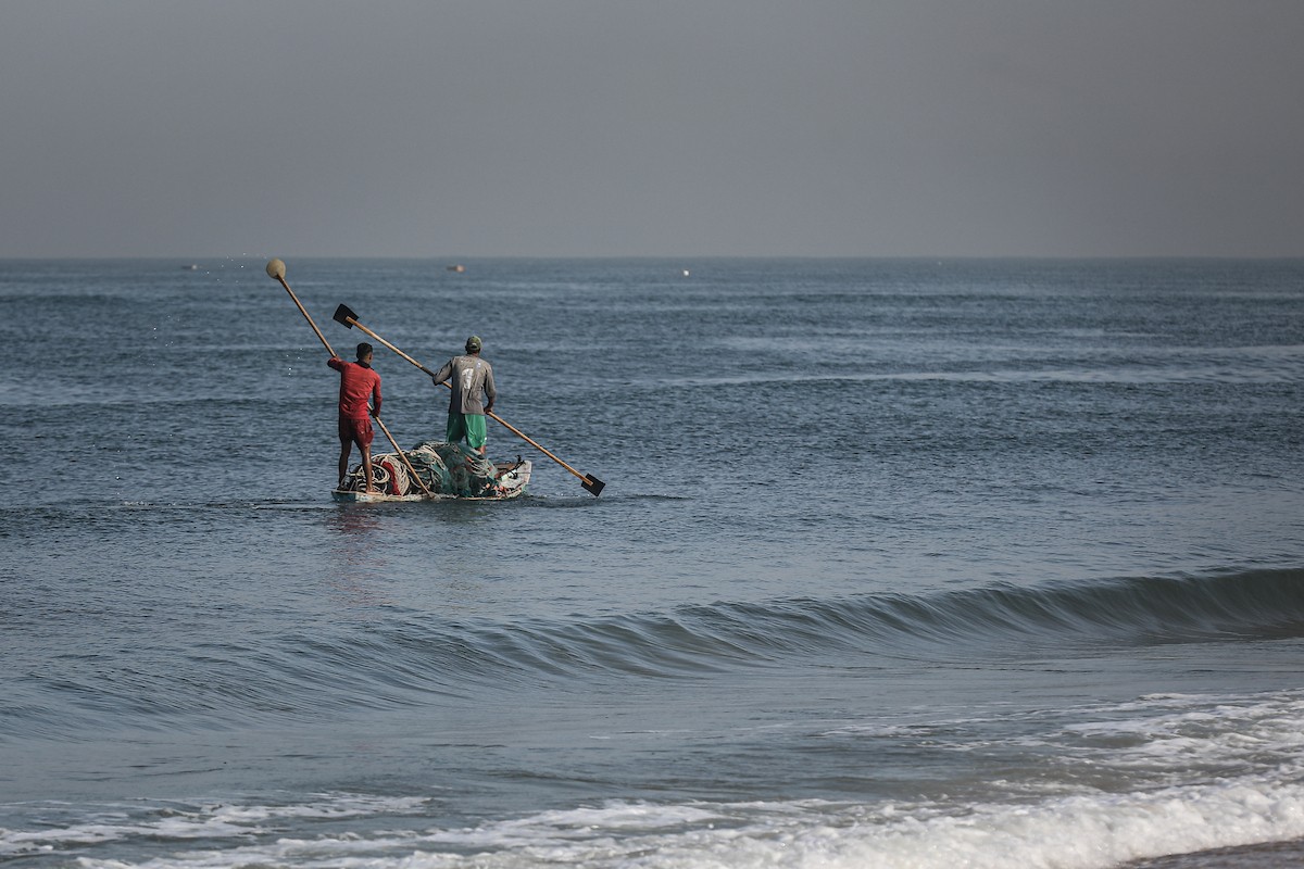 صيادون فلسطينيون نازحون يجمعون صيدهم من الشباك التي جلبوها إلى الشاطئ في دير البلح، في وسط قطا (8).jpg