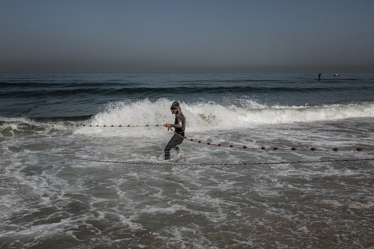 صيادون فلسطينيون نازحون يجمعون صيدهم من الشباك التي جلبوها إلى الشاطئ في دير البلح، في وسط قطا (24).jpg