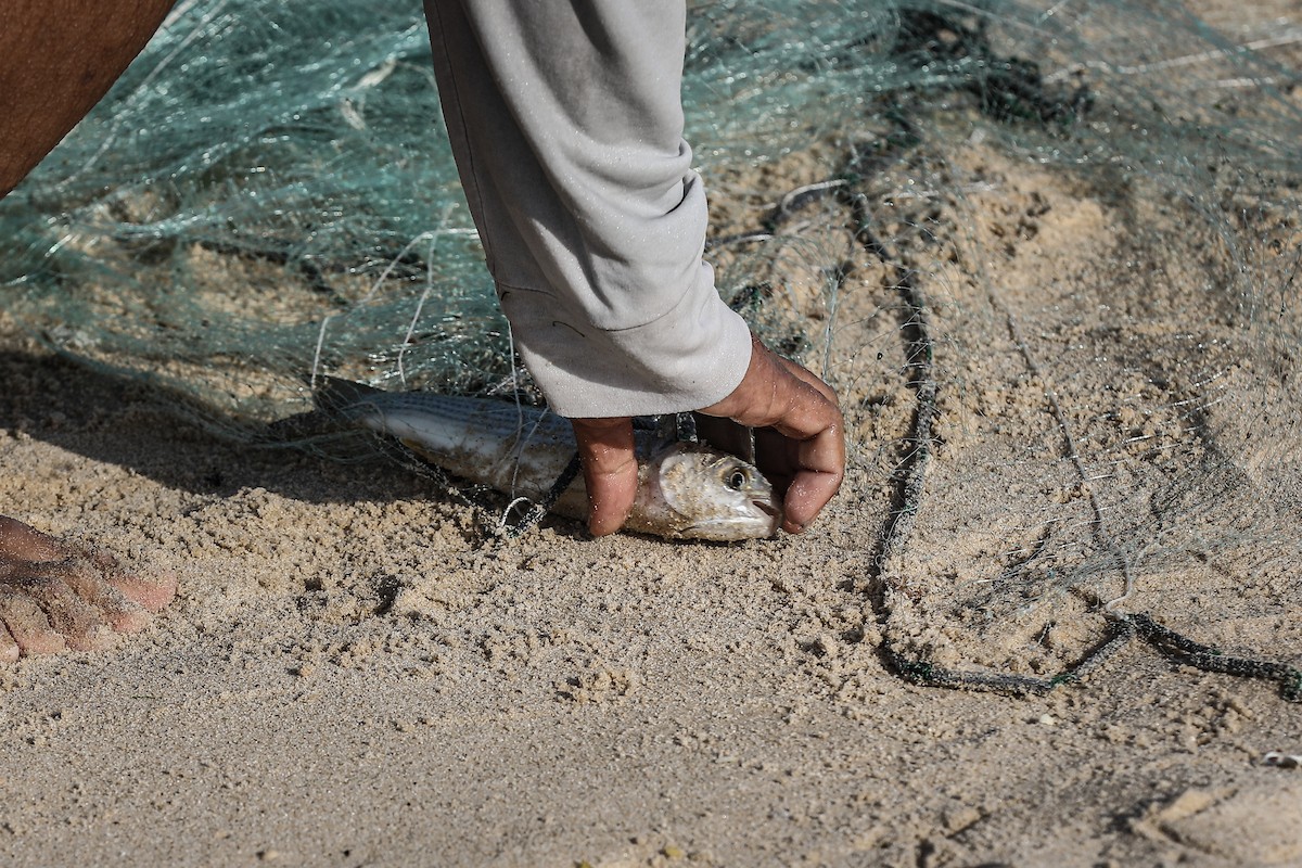 صيادون فلسطينيون نازحون يجمعون صيدهم من الشباك التي جلبوها إلى الشاطئ في دير البلح، في وسط قطا (21).jpg