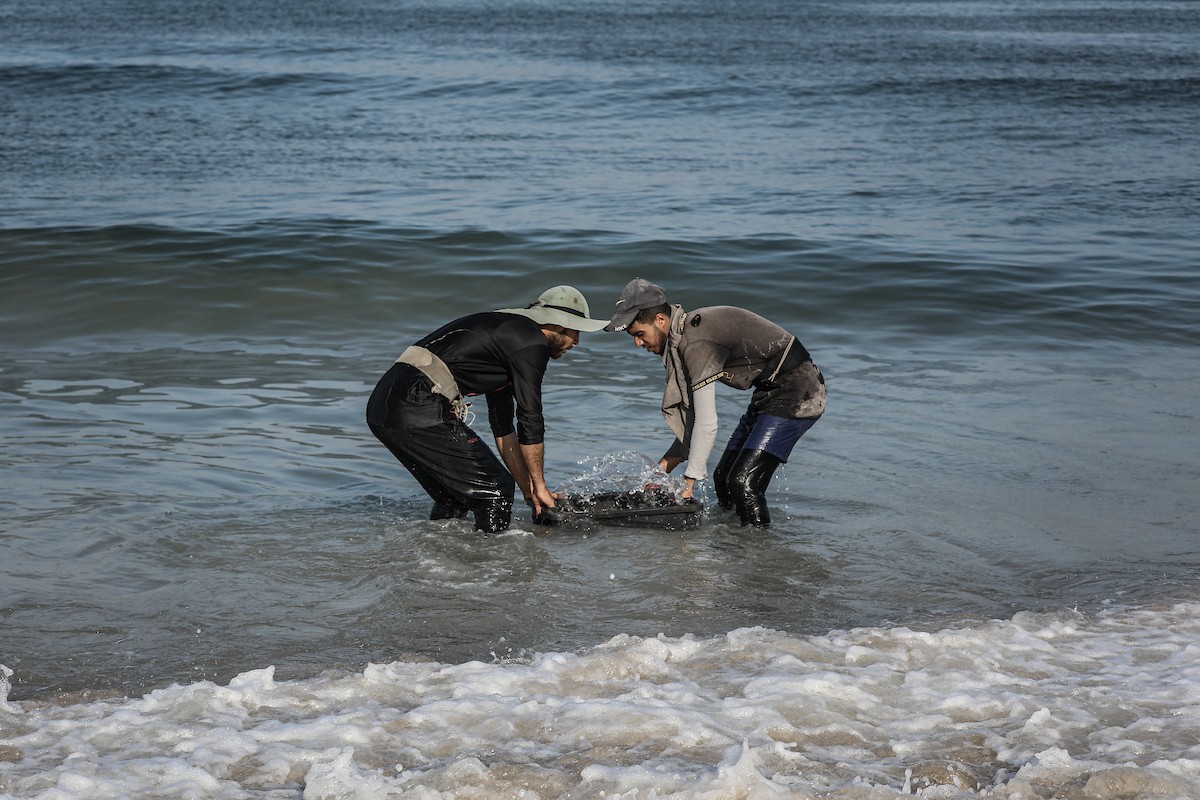 صيادون فلسطينيون نازحون يجمعون صيدهم من الشباك التي جلبوها إلى الشاطئ في دير البلح، في وسط قطا (6).jpg