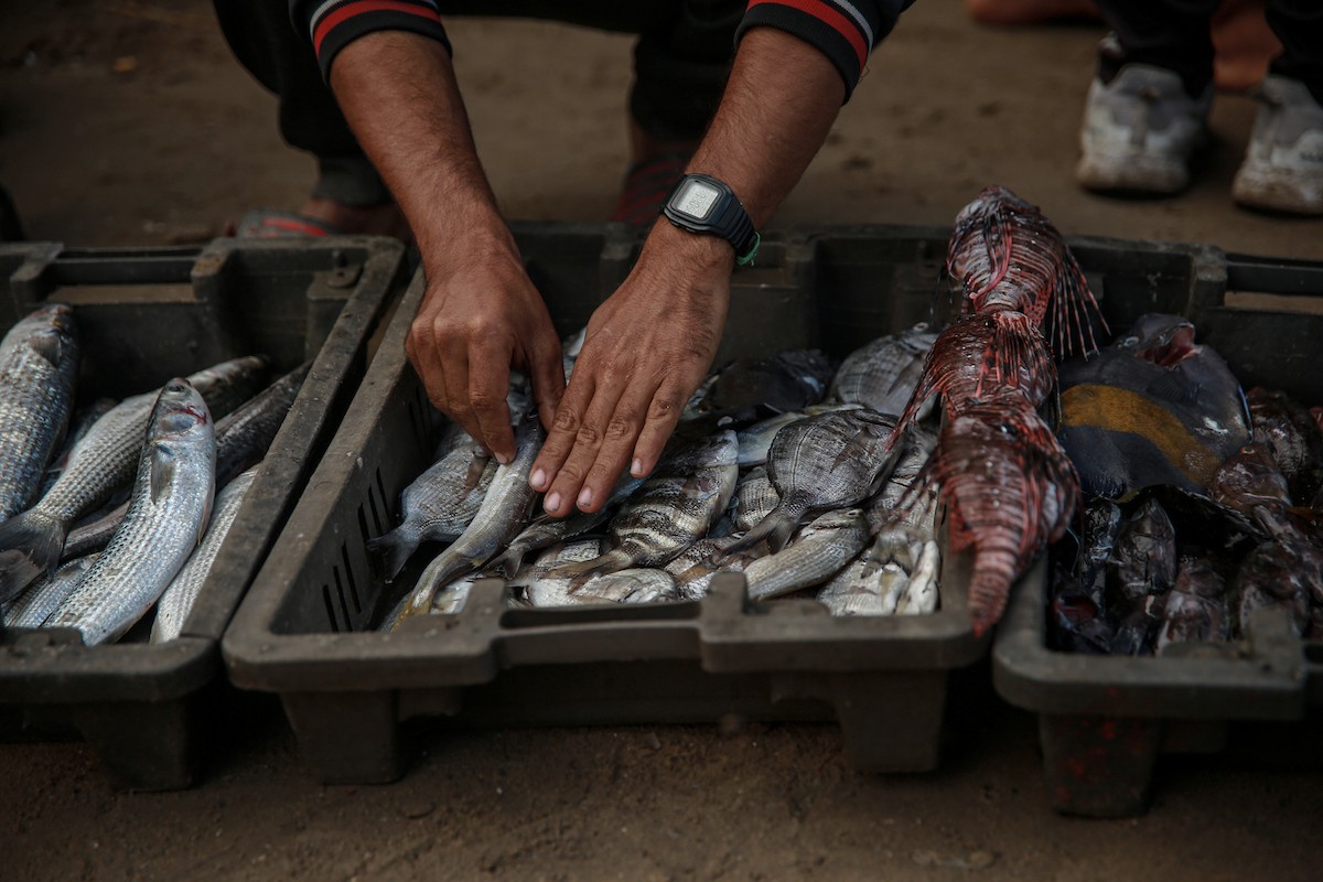 يحاول الصيادون الفلسطينيون في ميناء غزة كسب رزقهم من خلال رمي شباكهم، رغم الأضرار التي لحقت بمعداتهم جراء الهجمات على مدينة غزة