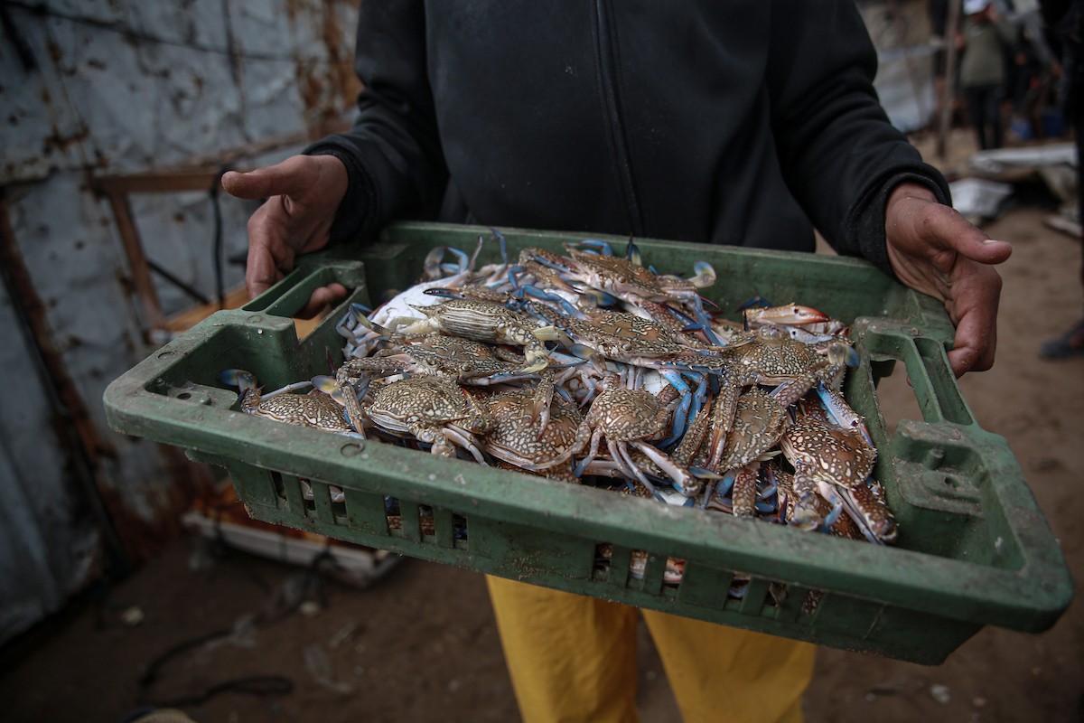 يحاول الصيادون الفلسطينيون في ميناء غزة كسب رزقهم من خلال رمي شباكهم، رغم الأضرار التي لحقت بمعداتهم جراء الهجمات على مدينة غزة