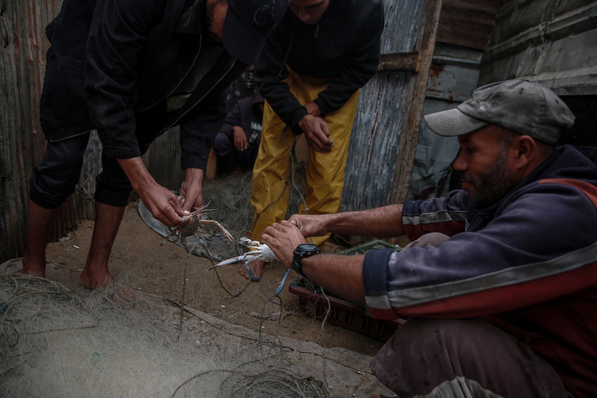 يحاول الصيادون الفلسطينيون في ميناء غزة كسب رزقهم من خلال رمي شباكهم، رغم الأضرار التي لحقت بمعداتهم جراء الهجمات على مدينة غزة