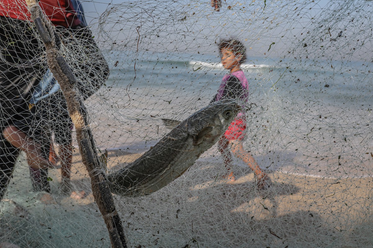 صيادون فلسطينيون نازحون يجمعون صيدهم من الشباك التي جلبوها إلى الشاطئ في دير البلح، في وسط قطا (25).jpg