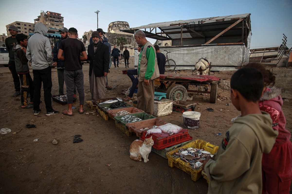 يحاول الصيادون الفلسطينيون في ميناء غزة كسب رزقهم من خلال رمي شباكهم، رغم الأضرار التي لحقت بمعداتهم جراء الهجمات على مدينة غزة