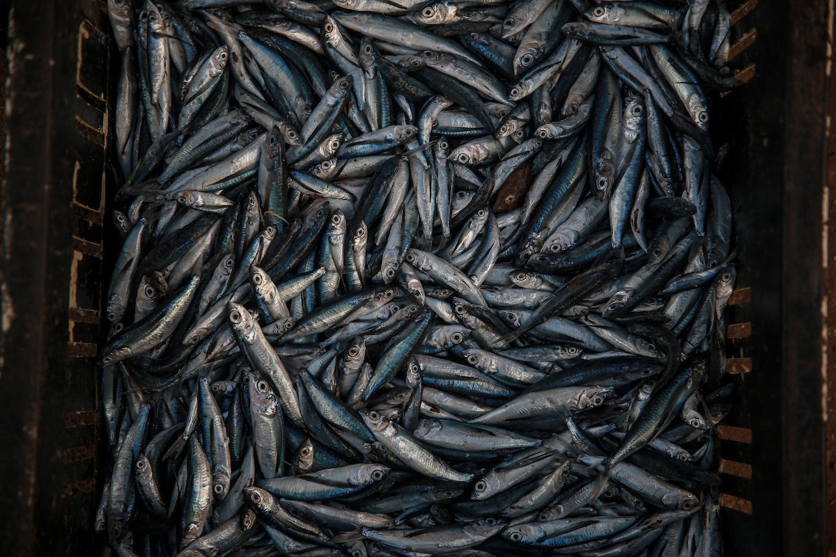 يحاول الصيادون الفلسطينيون في ميناء غزة كسب رزقهم من خلال رمي شباكهم، رغم الأضرار التي لحقت بمعداتهم جراء الهجمات على مدينة غزة