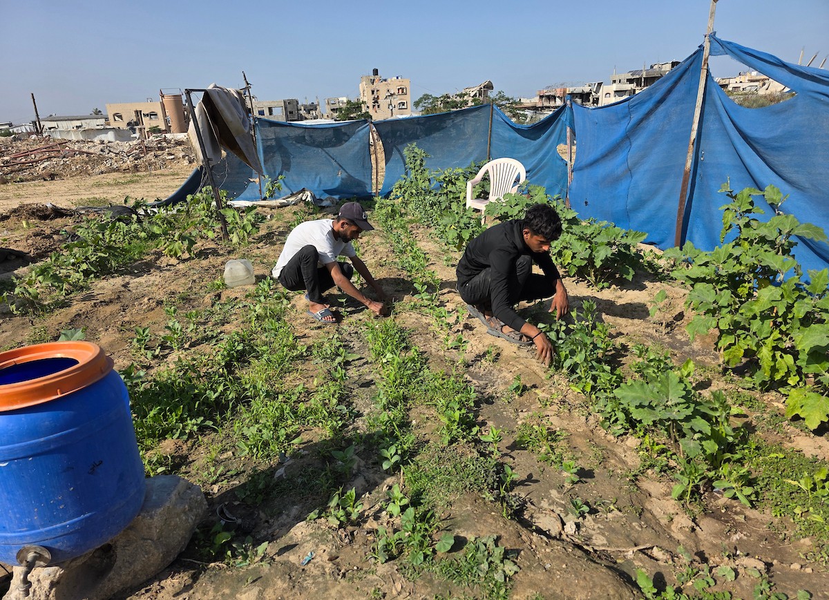 مزارعون فلسطينيون يحرثون ويزرعون أراضيهم شرق خان يونس، بالقرب من خط التماس الأصفر، في محاولة لاستئناف العمل الزراعي بعد اتفاق وقف إطلاق النار
