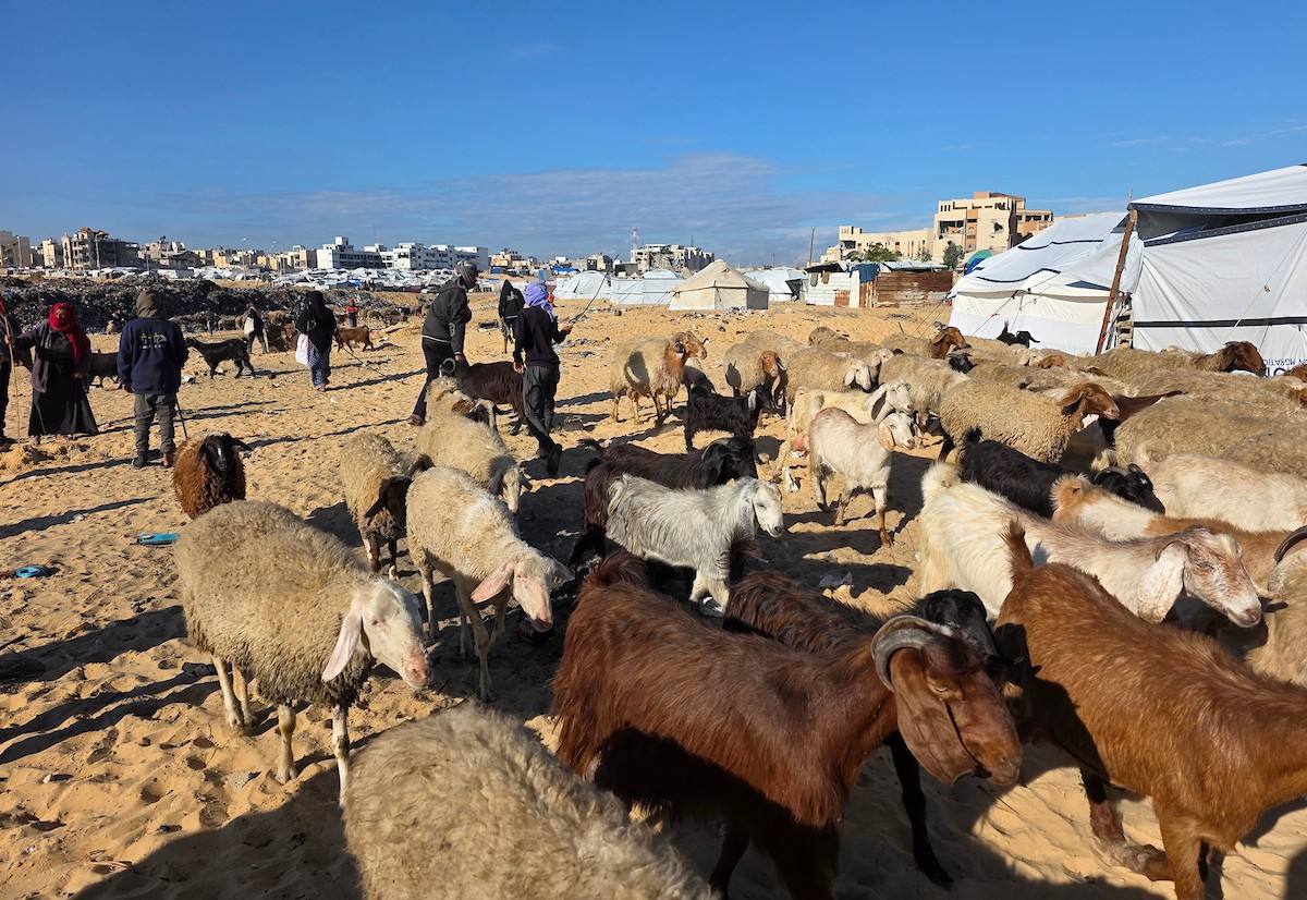 يُضطر رعاة الماعز الفلسطينيون في قطاع غزة إلى إطعام مواشيهم من مكبات النفايات بعد فقدانهم إمكانية الوصول إلى المراعي والأعلاف الحيوانية بسبب الحرب
