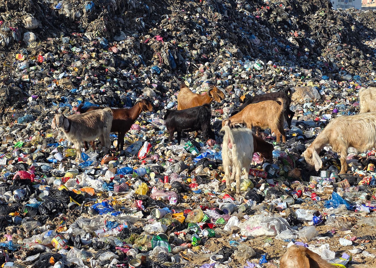 يُضطر رعاة الماعز الفلسطينيون في قطاع غزة إلى إطعام مواشيهم من مكبات النفايات بعد فقدانهم إمكانية الوصول إلى المراعي والأعلاف الحيوانية بسبب الحرب
