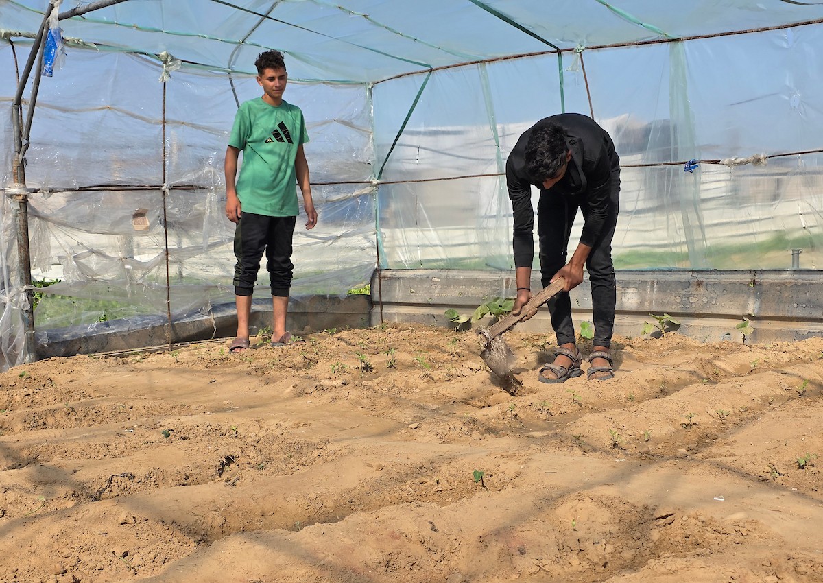 مزارعون فلسطينيون يحرثون ويزرعون أراضيهم شرق خان يونس، بالقرب من خط التماس الأصفر، في محاولة لاستئناف العمل الزراعي بعد اتفاق وقف إطلاق النار