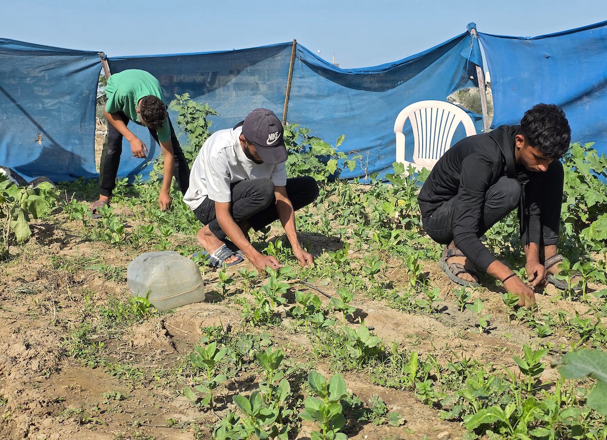 مزارعون فلسطينيون يحرثون ويزرعون أراضيهم شرق خان يونس، بالقرب من خط التماس الأصفر، في محاولة لاستئناف العمل الزراعي بعد اتفاق وقف إطلاق النار
