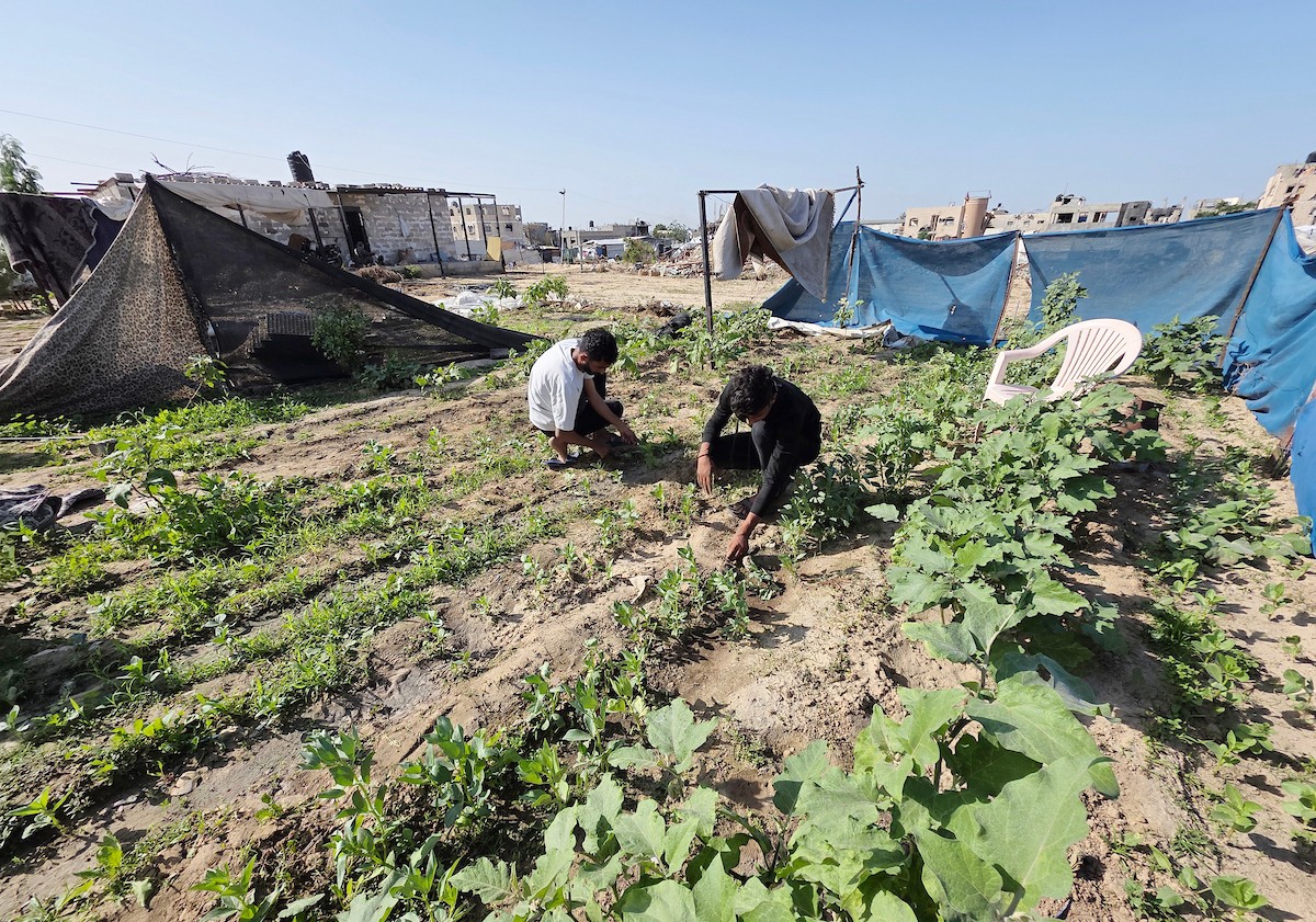 مزارعون فلسطينيون يحرثون ويزرعون أراضيهم شرق خان يونس، بالقرب من خط التماس الأصفر، في محاولة لاستئناف العمل الزراعي بعد اتفاق وقف إطلاق النار