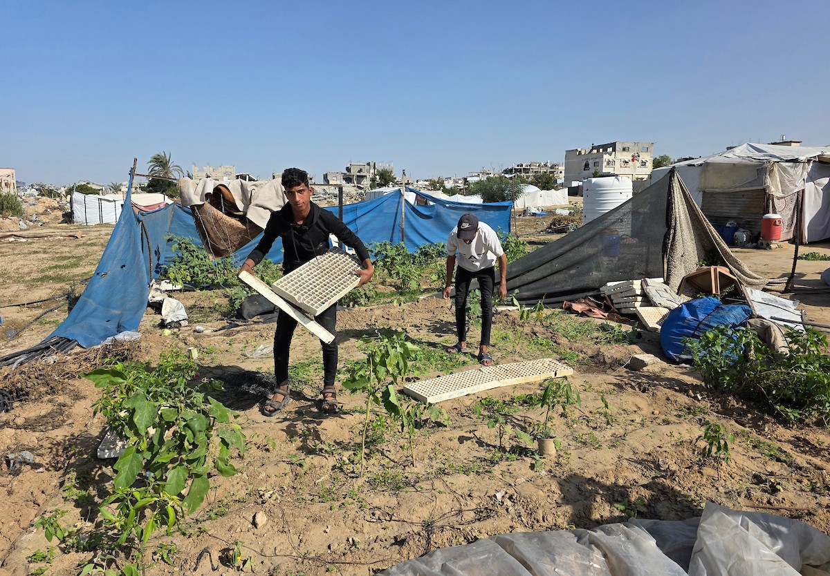 مزارعون فلسطينيون يحرثون ويزرعون أراضيهم شرق خان يونس، بالقرب من خط التماس الأصفر، في محاولة لاستئناف العمل الزراعي بعد اتفاق وقف إطلاق النار