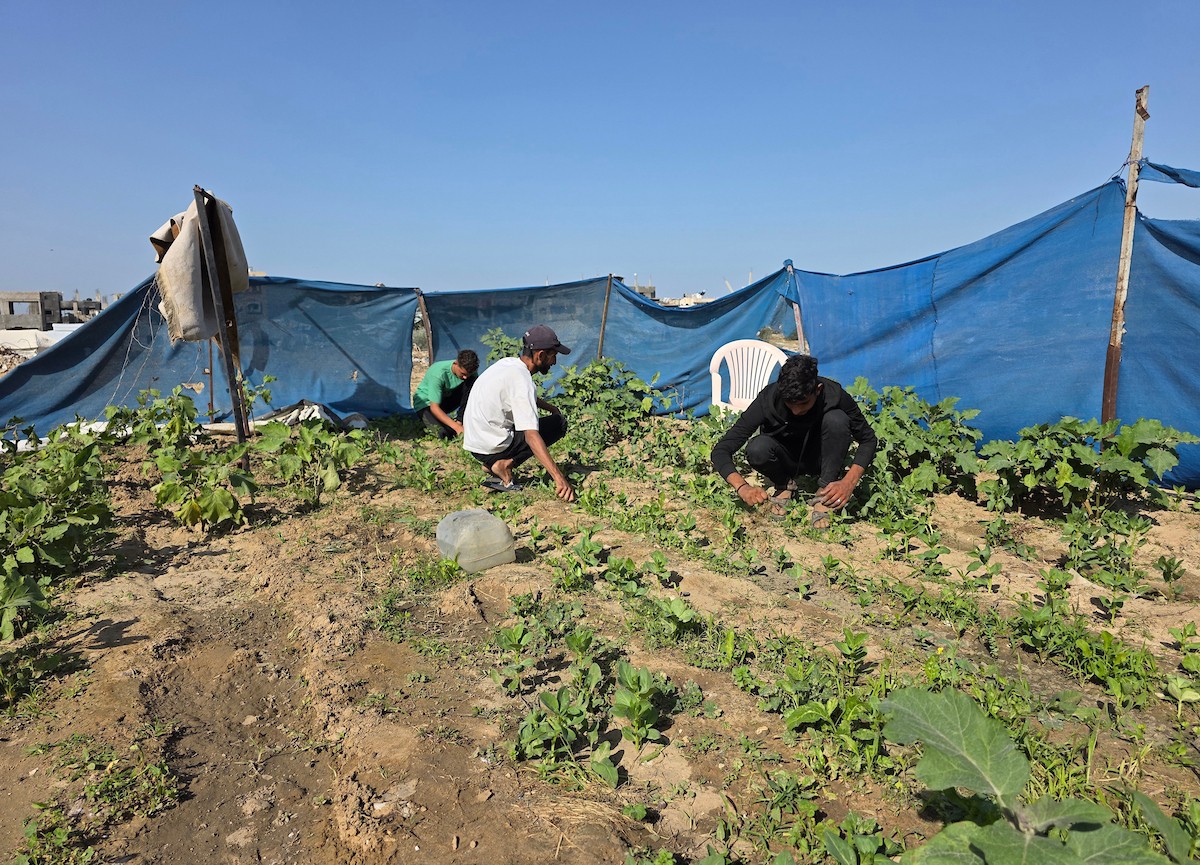 مزارعون فلسطينيون يحرثون ويزرعون أراضيهم شرق خان يونس، بالقرب من خط التماس الأصفر، في محاولة لاستئناف العمل الزراعي بعد اتفاق وقف إطلاق النار