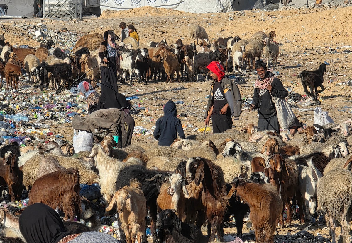 يُضطر رعاة الماعز الفلسطينيون في قطاع غزة إلى إطعام مواشيهم من مكبات النفايات بعد فقدانهم إمكانية الوصول إلى المراعي والأعلاف الحيوانية بسبب الحرب