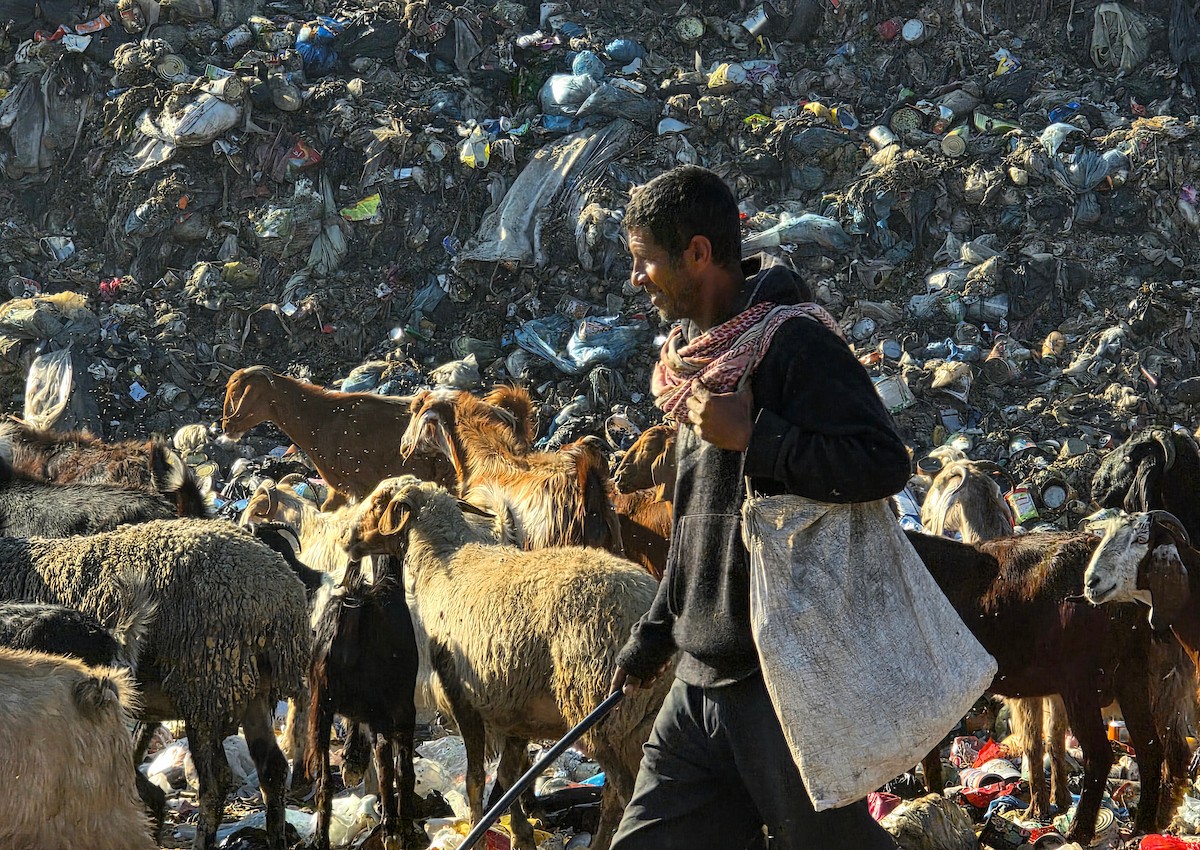 يُضطر رعاة الماعز الفلسطينيون في قطاع غزة إلى إطعام مواشيهم من مكبات النفايات بعد فقدانهم إمكانية الوصول إلى المراعي والأعلاف الحيوانية بسبب الحرب