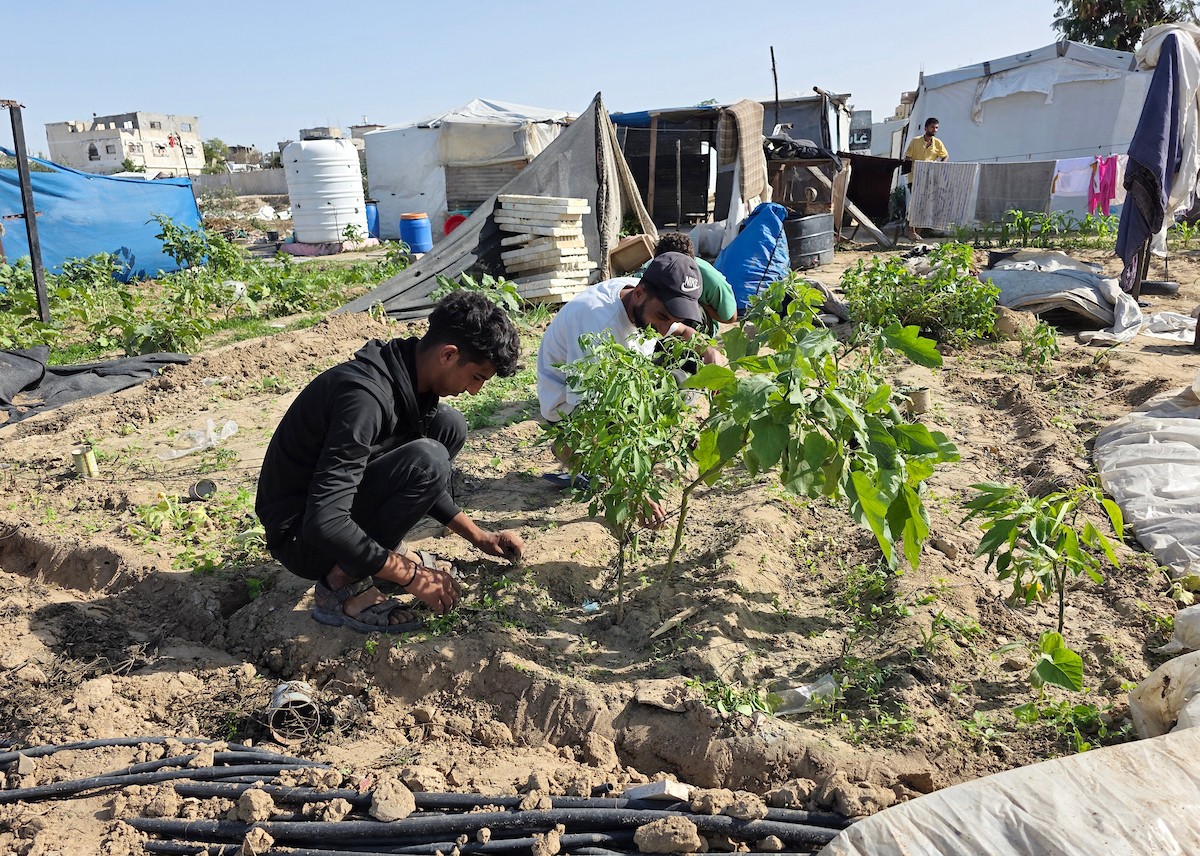 مزارعون فلسطينيون يحرثون ويزرعون أراضيهم شرق خان يونس، بالقرب من خط التماس الأصفر، في محاولة لاستئناف العمل الزراعي بعد اتفاق وقف إطلاق النار