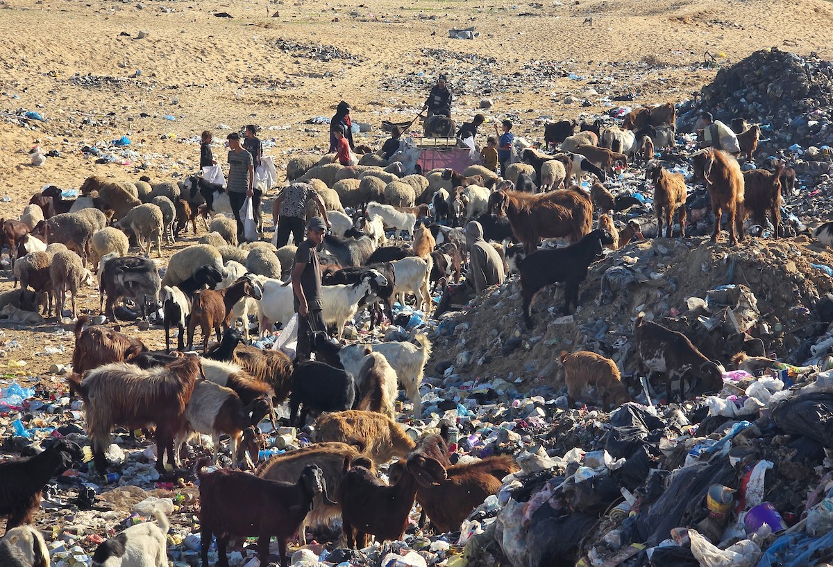 يُضطر رعاة الماعز الفلسطينيون في قطاع غزة إلى إطعام مواشيهم من مكبات النفايات بعد فقدانهم إمكانية الوصول إلى المراعي والأعلاف الحيوانية بسبب الحرب