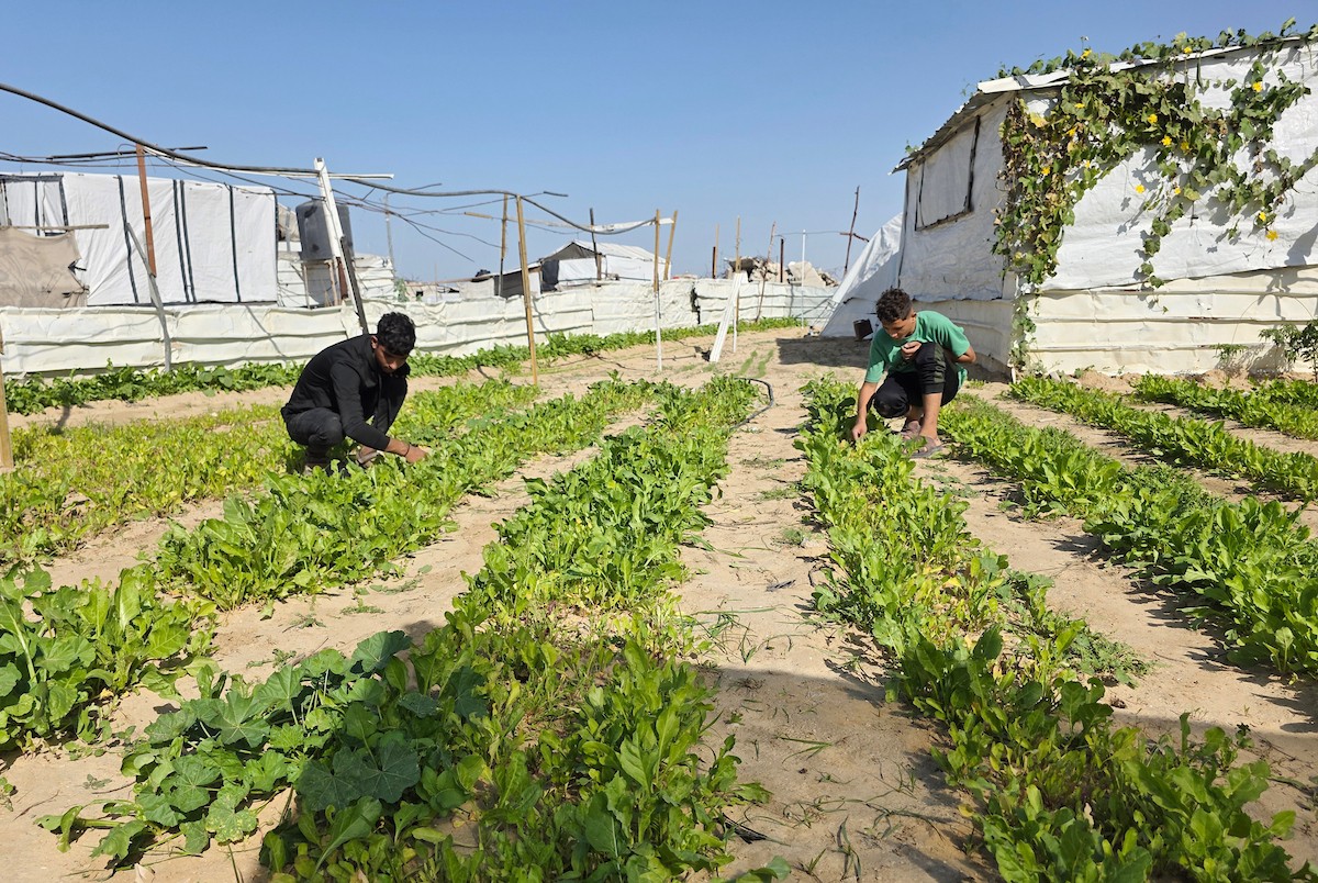 مزارعون فلسطينيون يحرثون ويزرعون أراضيهم شرق خان يونس، بالقرب من خط التماس الأصفر، في محاولة لاستئناف العمل الزراعي بعد اتفاق وقف إطلاق النار