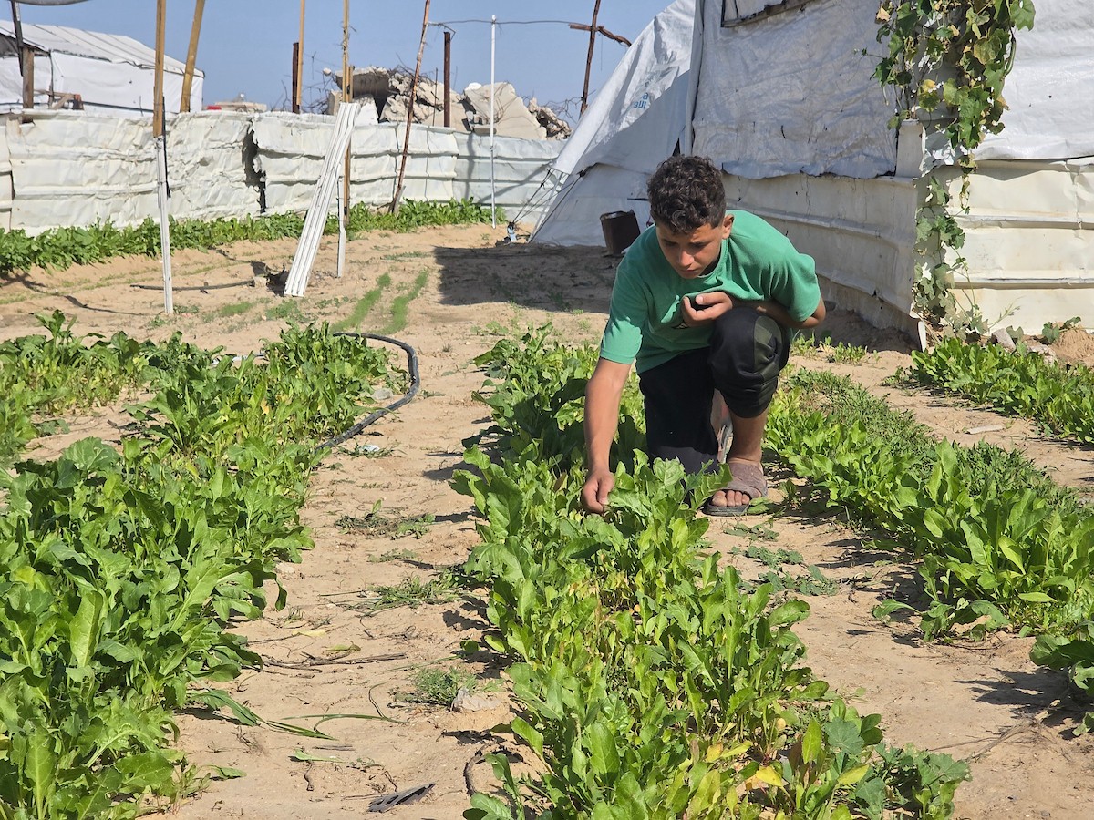 مزارعون فلسطينيون يحرثون ويزرعون أراضيهم شرق خان يونس، بالقرب من خط التماس الأصفر، في محاولة لاستئناف العمل الزراعي بعد اتفاق وقف إطلاق النار