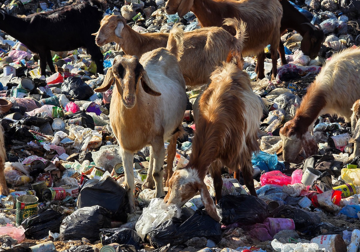يُضطر رعاة الماعز الفلسطينيون في قطاع غزة إلى إطعام مواشيهم من مكبات النفايات بعد فقدانهم إمكانية الوصول إلى المراعي والأعلاف الحيوانية بسبب الحرب