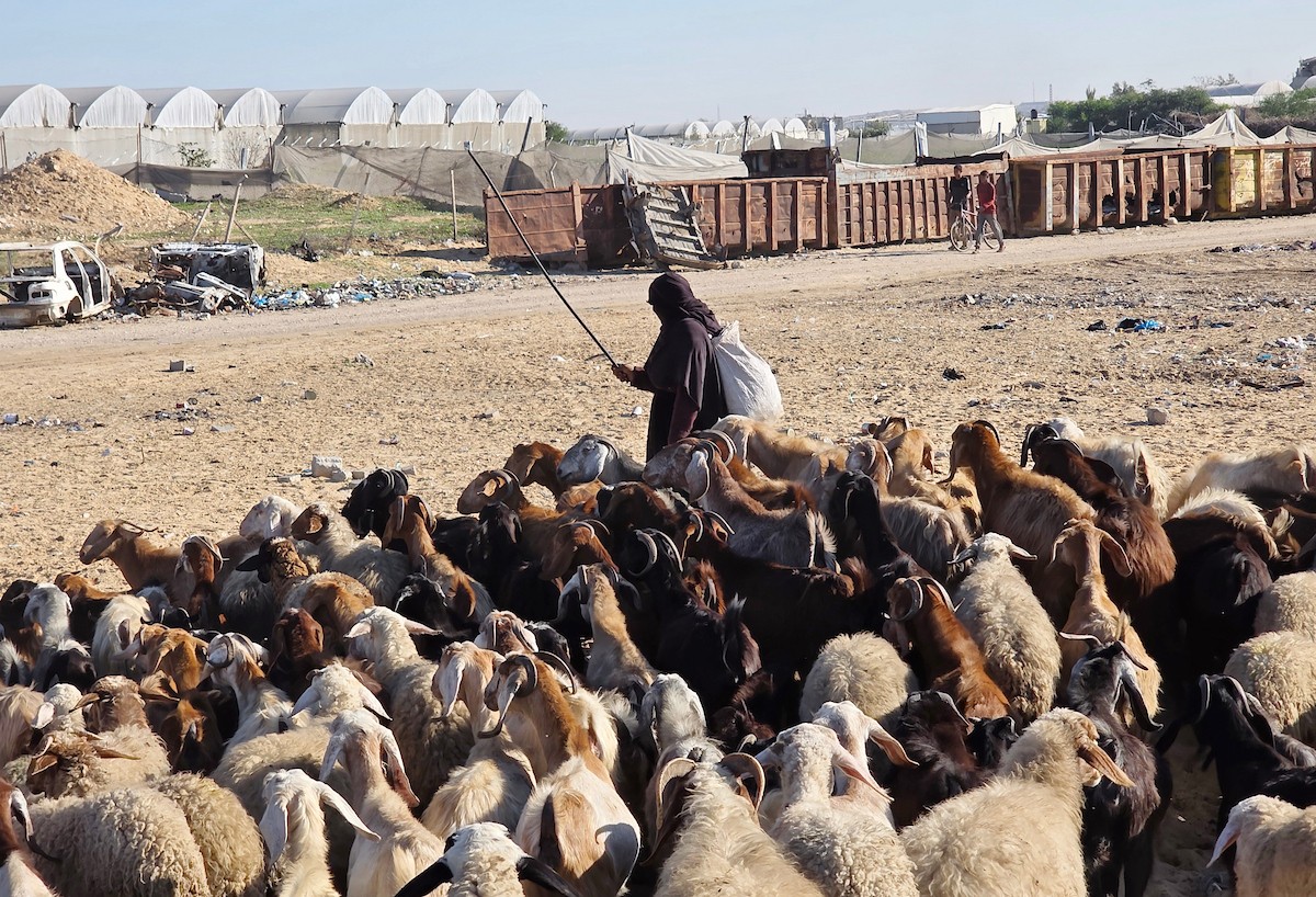 يُضطر رعاة الماعز الفلسطينيون في قطاع غزة إلى إطعام مواشيهم من مكبات النفايات بعد فقدانهم إمكانية الوصول إلى المراعي والأعلاف الحيوانية بسبب الحرب
