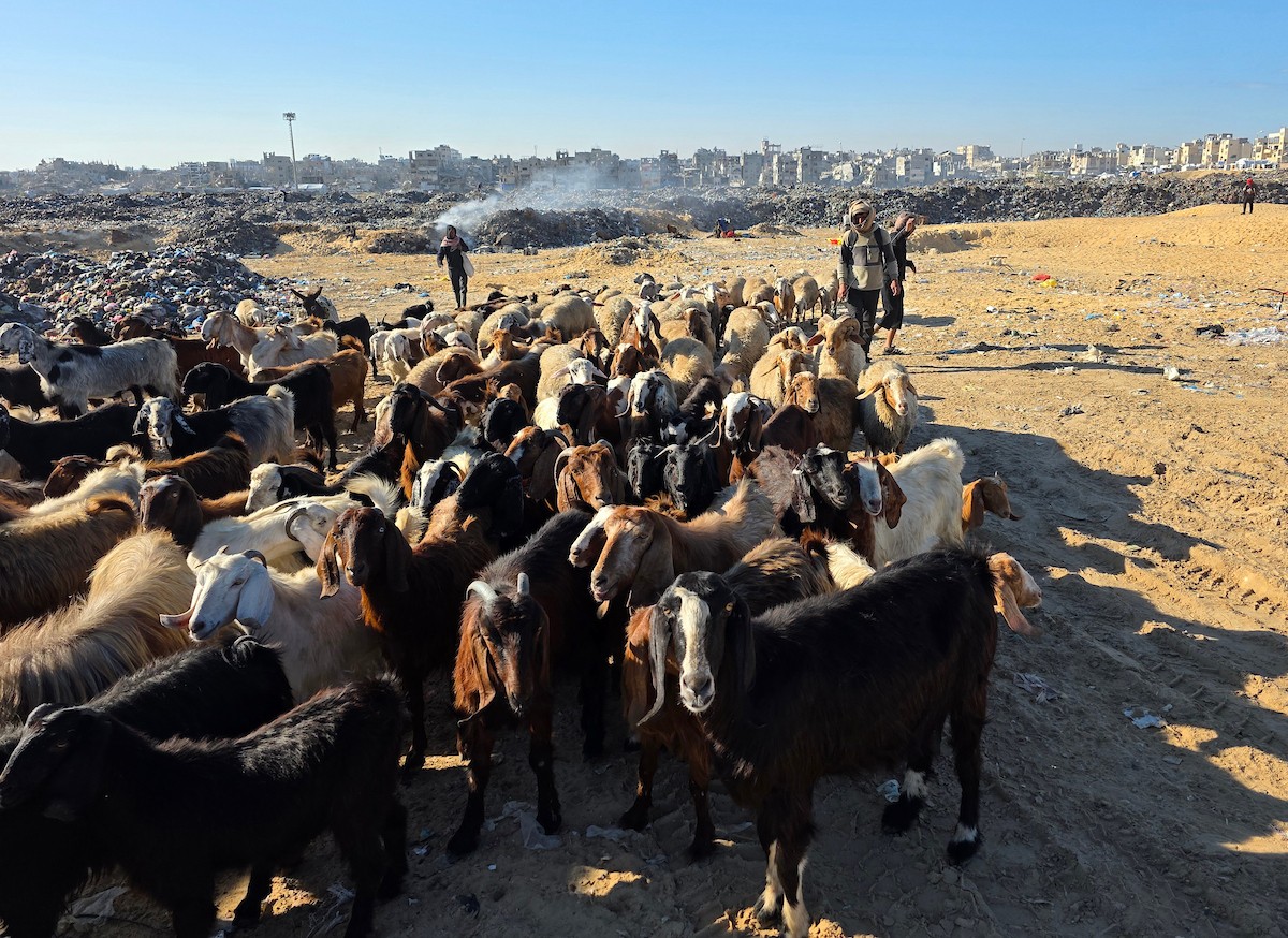 يُضطر رعاة الماعز الفلسطينيون في قطاع غزة إلى إطعام مواشيهم من مكبات النفايات بعد فقدانهم إمكانية الوصول إلى المراعي والأعلاف الحيوانية بسبب الحرب