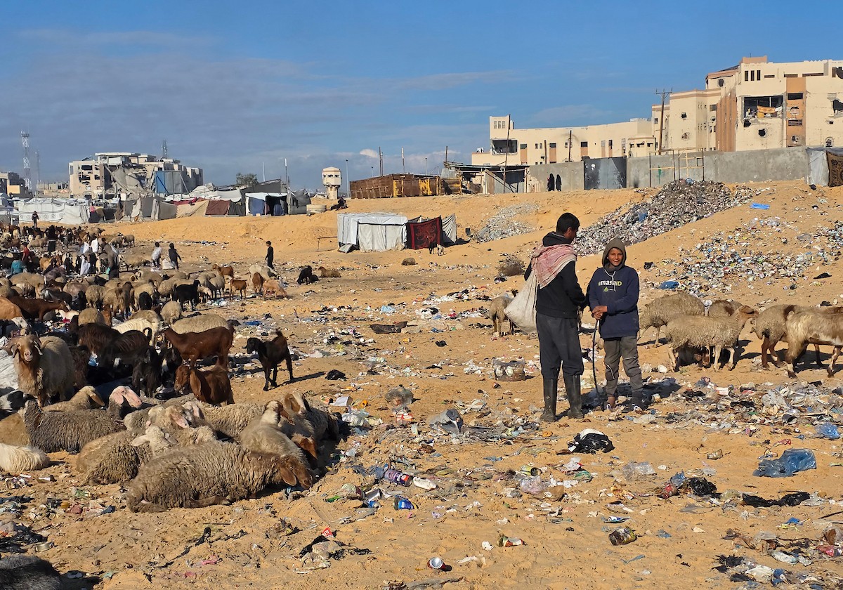 يُضطر رعاة الماعز الفلسطينيون في قطاع غزة إلى إطعام مواشيهم من مكبات النفايات بعد فقدانهم إمكانية الوصول إلى المراعي والأعلاف الحيوانية بسبب الحرب