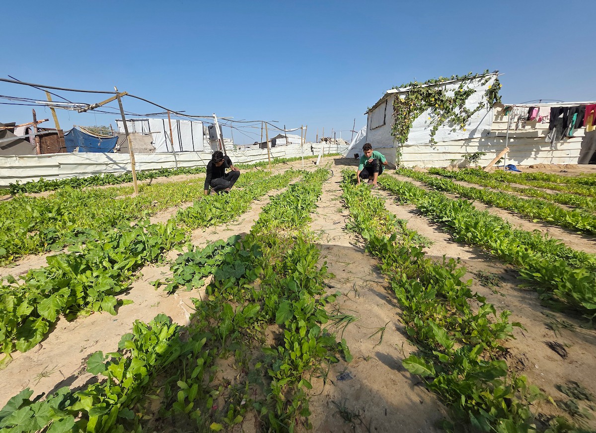 مزارعون فلسطينيون يحرثون ويزرعون أراضيهم شرق خان يونس، بالقرب من خط التماس الأصفر، في محاولة لاستئناف العمل الزراعي بعد اتفاق وقف إطلاق النار