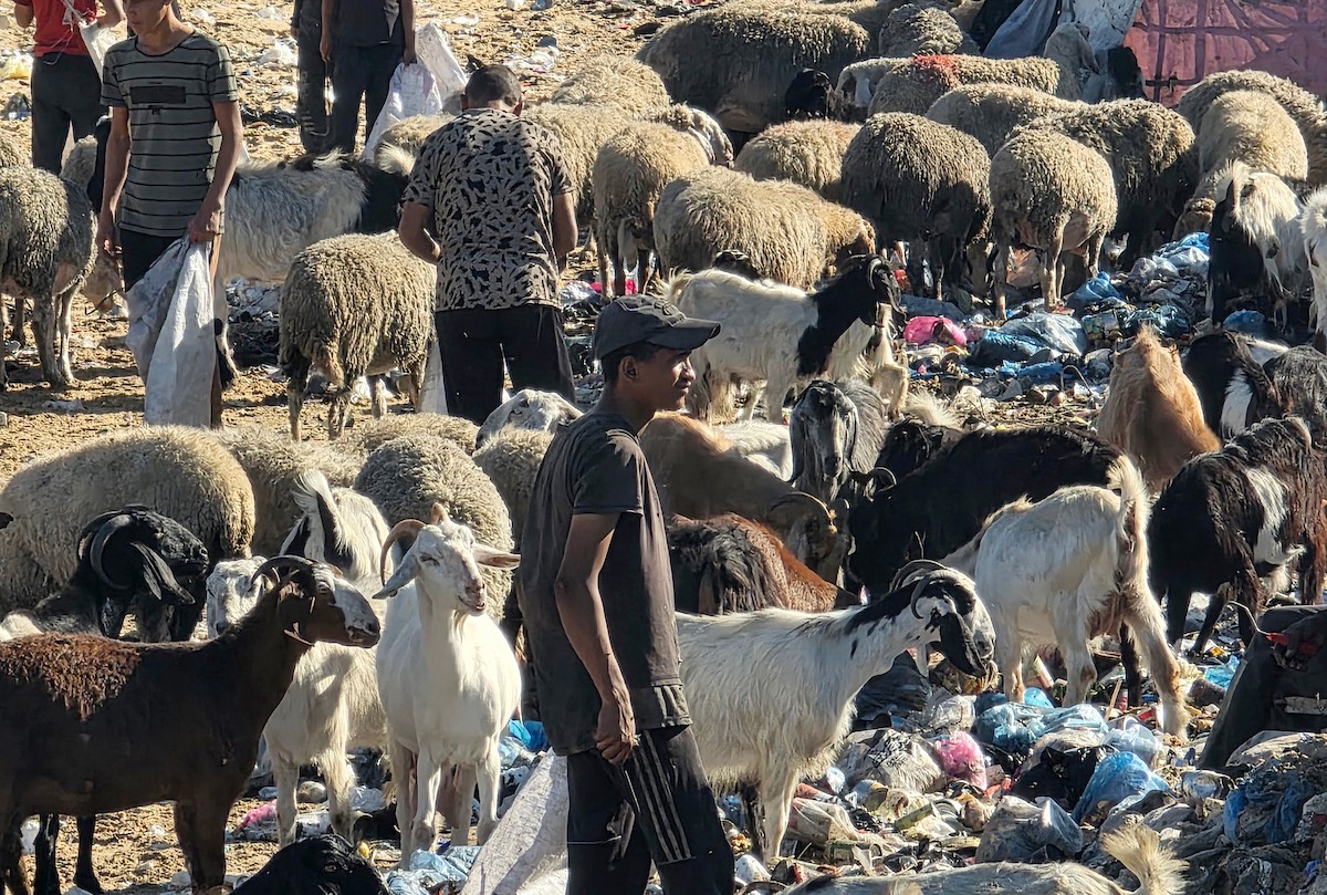 يُضطر رعاة الماعز الفلسطينيون في قطاع غزة إلى إطعام مواشيهم من مكبات النفايات بعد فقدانهم إمكانية الوصول إلى المراعي والأعلاف الحيوانية بسبب الحرب