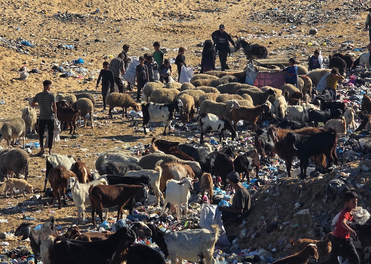 يُضطر رعاة الماعز الفلسطينيون في قطاع غزة إلى إطعام مواشيهم من مكبات النفايات بعد فقدانهم إمكانية الوصول إلى المراعي والأعلاف الحيوانية بسبب الحرب