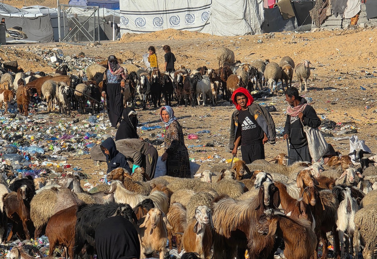 يُضطر رعاة الماعز الفلسطينيون في قطاع غزة إلى إطعام مواشيهم من مكبات النفايات بعد فقدانهم إمكانية الوصول إلى المراعي والأعلاف الحيوانية بسبب الحرب
