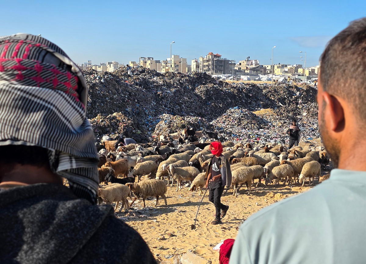 يُضطر رعاة الماعز الفلسطينيون في قطاع غزة إلى إطعام مواشيهم من مكبات النفايات بعد فقدانهم إمكانية الوصول إلى المراعي والأعلاف الحيوانية بسبب الحرب