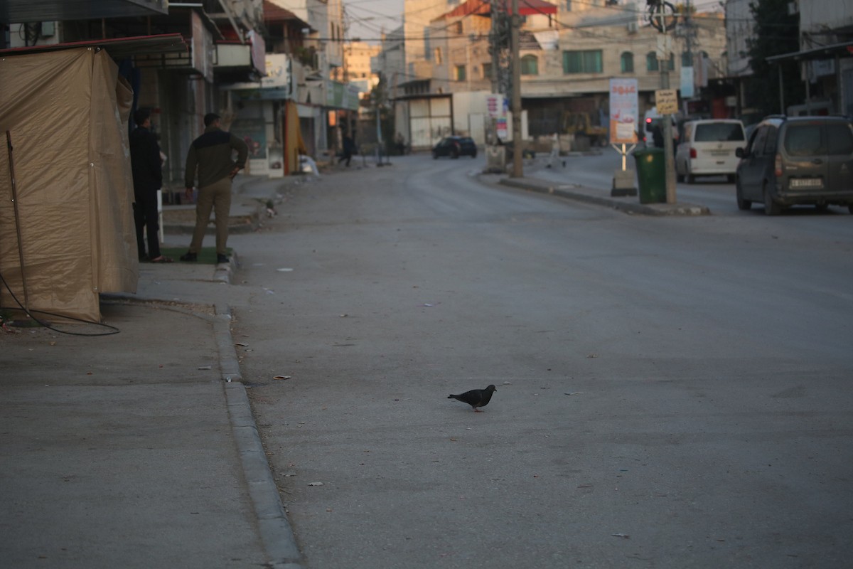 تعزيزات عسكرية إسرائيلية في بلدة  قباطية، جنوب جنين في شمال الضفة الغربية، 26 ديسمبر/كانون الأول 2025. صورة: محمد ناصر