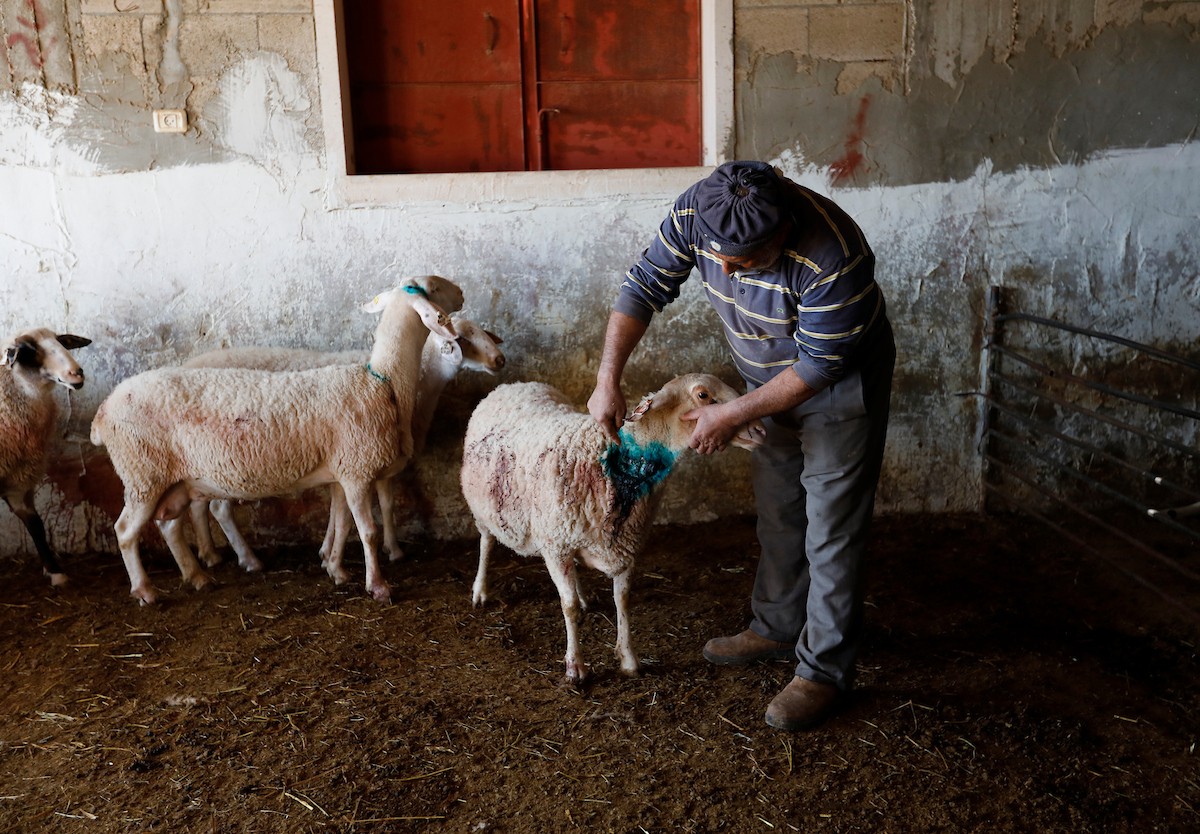 هاجم مستوطنون إسرائيليون عائلة فلسطينية وخربوا ممتلكاتهم في بلدة السموع، جنوب الخليل، 23 ديسمبر/كانون الأول 2025. صور: مأمون وزواز