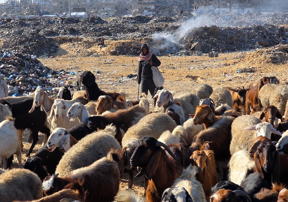 يُضطر رعاة الماعز الفلسطينيون في قطاع غزة إلى إطعام مواشيهم من مكبات النفايات بعد فقدانهم إمكانية الوصول إلى المراعي والأعلاف الحيوانية بسبب الحرب