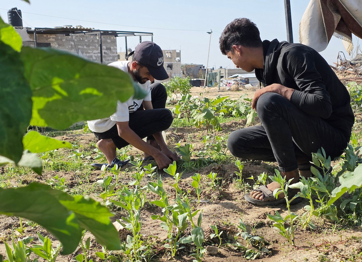 مزارعون فلسطينيون يحرثون ويزرعون أراضيهم شرق خان يونس، بالقرب من خط التماس الأصفر، في محاولة لاستئناف العمل الزراعي بعد اتفاق وقف إطلاق النار
