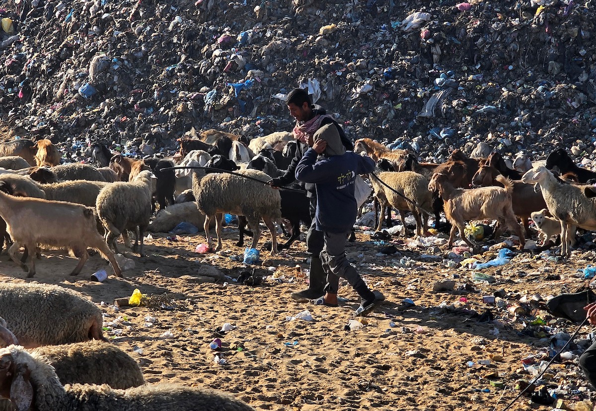 يُضطر رعاة الماعز الفلسطينيون في قطاع غزة إلى إطعام مواشيهم من مكبات النفايات بعد فقدانهم إمكانية الوصول إلى المراعي والأعلاف الحيوانية بسبب الحرب