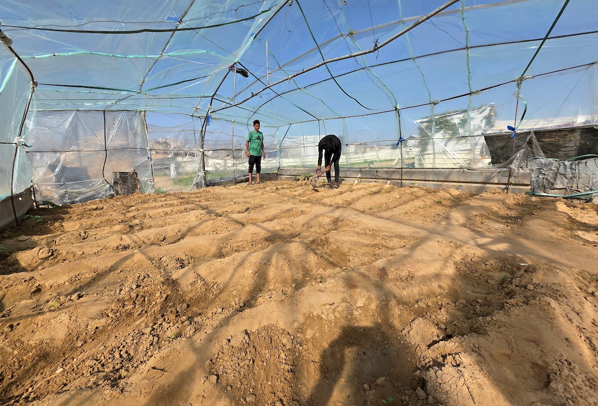 مزارعون فلسطينيون يحرثون ويزرعون أراضيهم شرق خان يونس، بالقرب من خط التماس الأصفر، في محاولة لاستئناف العمل الزراعي بعد اتفاق وقف إطلاق النار