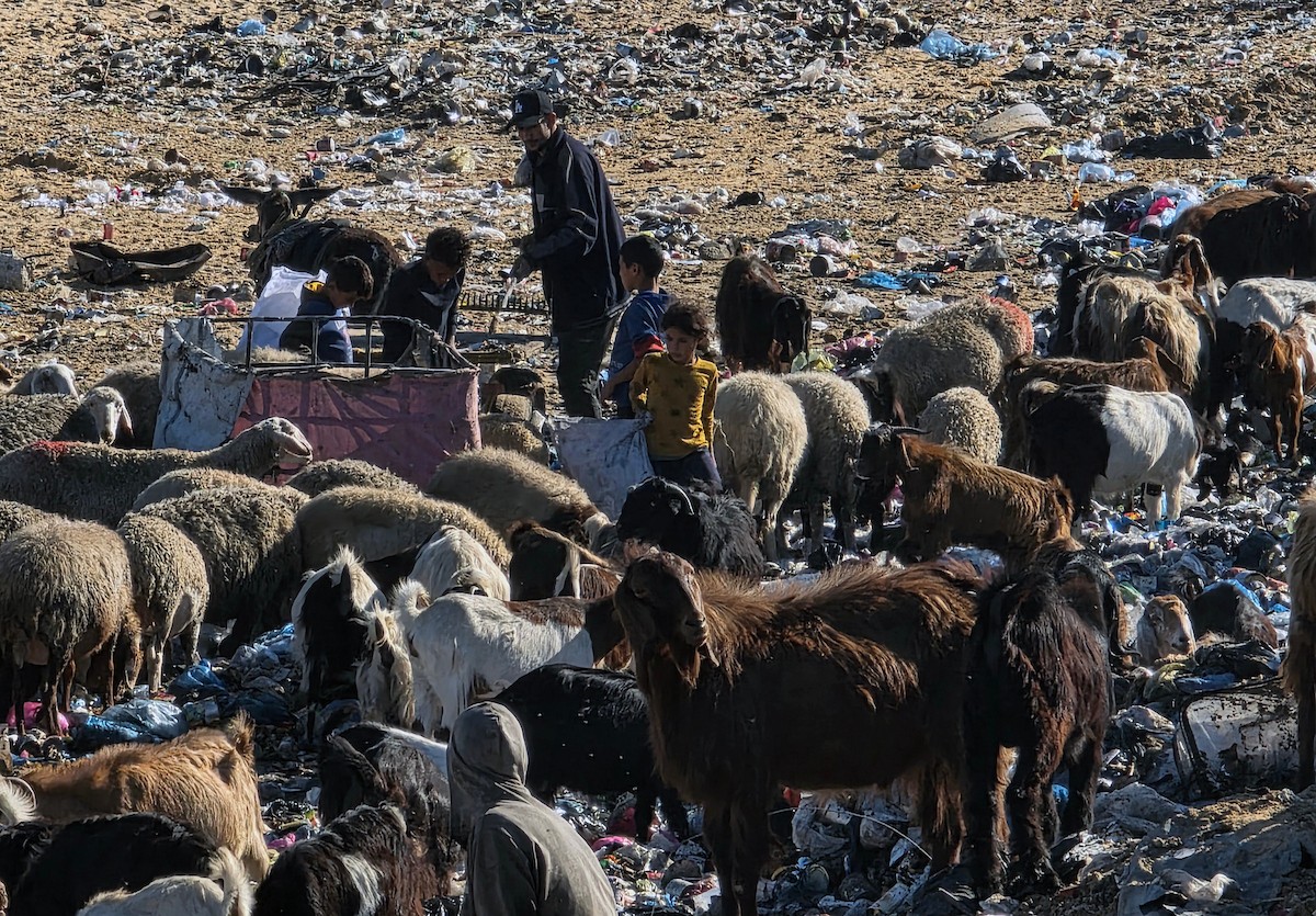 يُضطر رعاة الماعز الفلسطينيون في قطاع غزة إلى إطعام مواشيهم من مكبات النفايات بعد فقدانهم إمكانية الوصول إلى المراعي والأعلاف الحيوانية بسبب الحرب