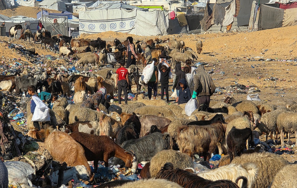 يُضطر رعاة الماعز الفلسطينيون في قطاع غزة إلى إطعام مواشيهم من مكبات النفايات بعد فقدانهم إمكانية الوصول إلى المراعي والأعلاف الحيوانية بسبب الحرب