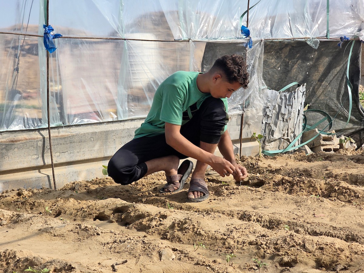 مزارعون فلسطينيون يحرثون ويزرعون أراضيهم شرق خان يونس، بالقرب من خط التماس الأصفر، في محاولة لاستئناف العمل الزراعي بعد اتفاق وقف إطلاق النار