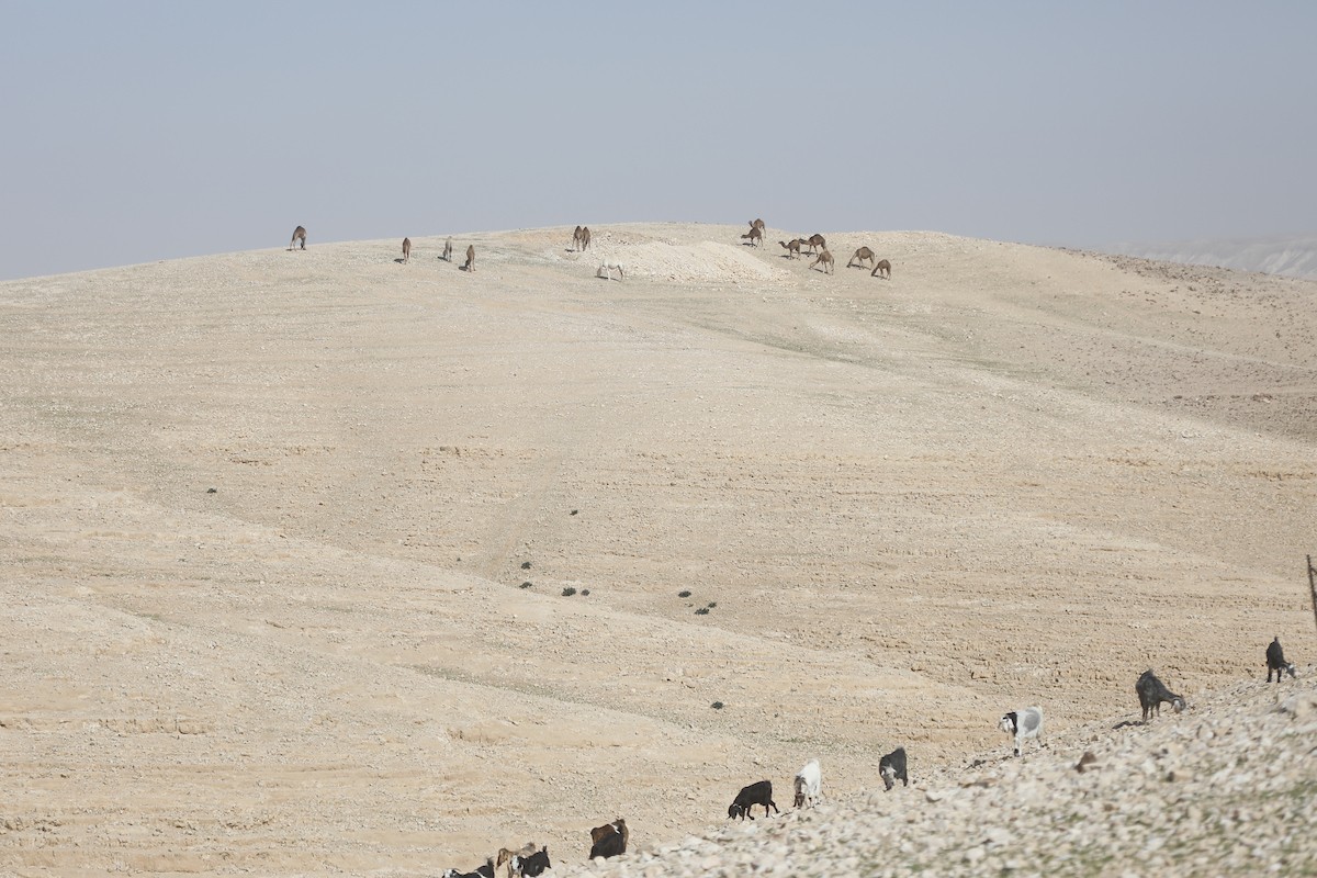 قطيع من الإبل يرعى بسلام في الجبال والمناطق الصحراوية جنوب الخليل، مشهد طبيعي يعكس بساطة حياة البدو وجمال الصحراء، 26 يناير 2026. تصوير: مأمون وزواز